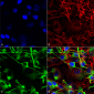 GluN2A/NR2A Antibody