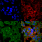 GluN2A/NR2A Antibody