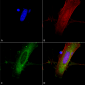 GluN2A/NR2A Antibody