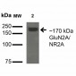 GluN2A/NR2A Antibody