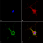 Alpha-2C Adrenergic Receptor Antibody