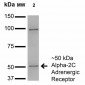 Alpha-2C Adrenergic Receptor Antibody