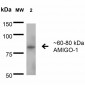 AMIGO-1 Antibody