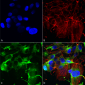 GluA1/GluR1 Glutamate Receptor Antibody