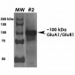 GluA1/GluR1 Glutamate Receptor Antibody