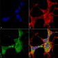 GFAP Antibody