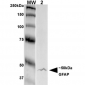 GFAP Antibody