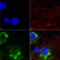 GFAP R416WT Antibody