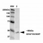 GFAP R416WT Antibody