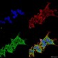 LRRK2/Dardarin Antibody