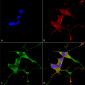 LRRK2/Dardarin Antibody