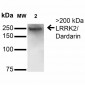 LRRK2/Dardarin Antibody