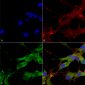 LRRK2/Dardarin Antibody