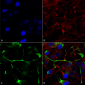 ATF4 Antibody