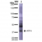 ATF4 Antibody