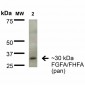 FGFA/FHFA (pan) Antibody