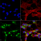 VDAC1 Antibody