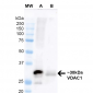 VDAC1 Antibody