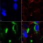 QKI (pan) Antibody