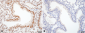 HSF1 Antibody