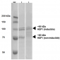 HSF1 Antibody