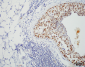 HSF1 Antibody