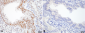HSF1 Antibody