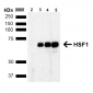HSF1 Antibody