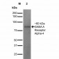GABA-A Receptor Alpha 4 Antibody