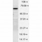 HSC70 (HSP73) Antibody