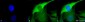HSP70 Antibody