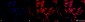 HSP70 Antibody