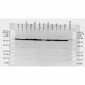 HSP70 Antibody