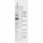 HSP70 Antibody