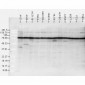 HSP90 Antibody