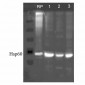 HSP60 Antibody