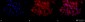 HSP27 Antibody