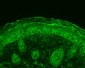 Calnexin-CT Antibody