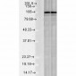 Calnexin-CT Antibody