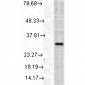 HO-1 Antibody