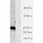 SOD (Cu/Zn) Antibody