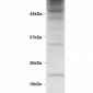 Ubiquitin Antibody