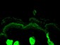 Calreticulin Antibody