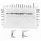 Calreticulin Antibody