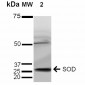 SOD (EC) Antibody