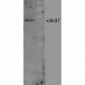 CDC37 Antibody