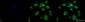 p90 RSK1 Antibody