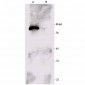 p90 RSK1 Antibody