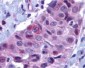 PUMA (NT) Antibody
