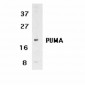 PUMA (NT) Antibody